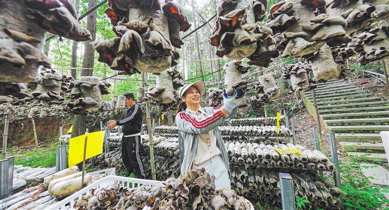 量发展产业调研】林下生金mg不朽情缘网站